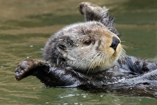 Sea Otter (Enhydra lutris) stretching after short nap.